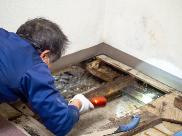 Best Attic Mold Removal  in Lookout Mountain, AL