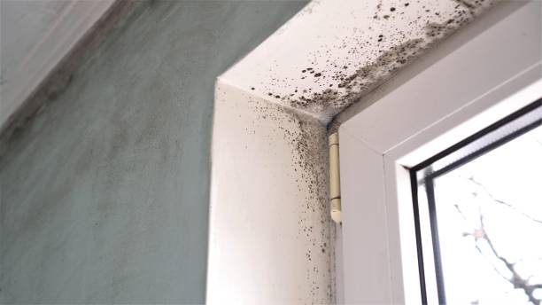 Best Same-Day Mold Removal  in Lookout Mountain, AL