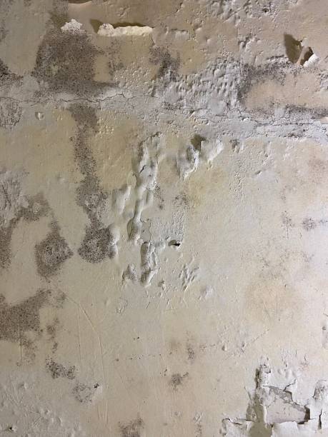 Mold Removal and Inspection in Lookout Mountain, AL