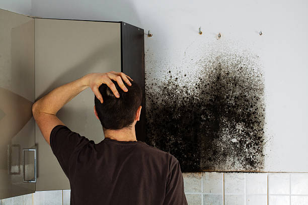 Best Commercial Mold Removal  in Lookout Mountain, AL